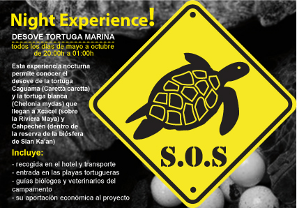 Experiencia con las Tortugas Marinas